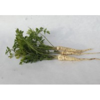 Petržel kořenová BIO 0,5 kg